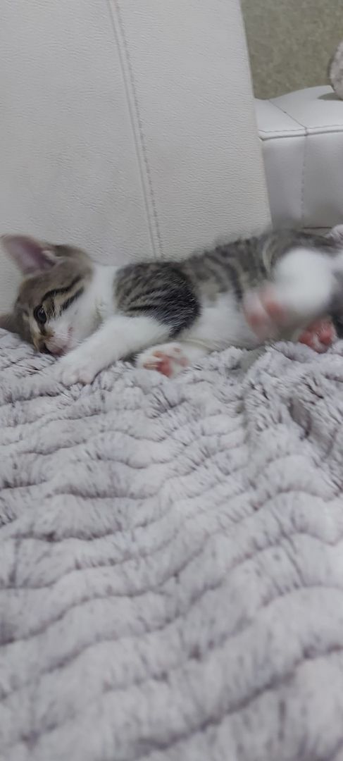 Europäische kurzhaarige Katzen