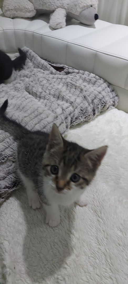 Europäische kurzhaarige Katzen