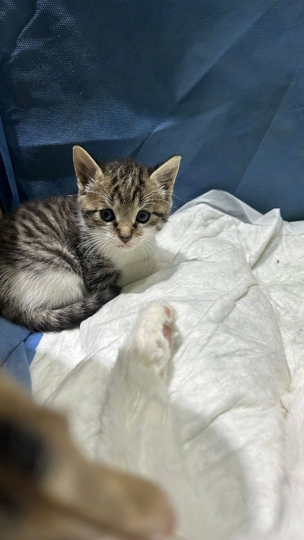 Europäische kurzhaarige Katzen