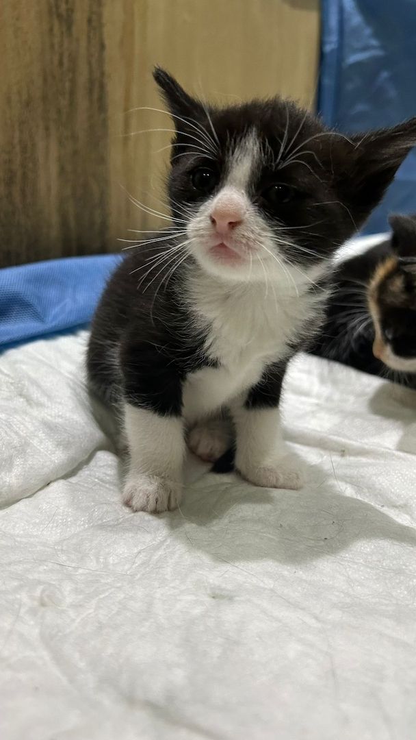 Europäische kurzhaarige Katzen