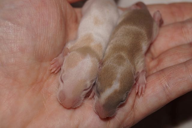 Wuseliger Ratten Nachwuchs