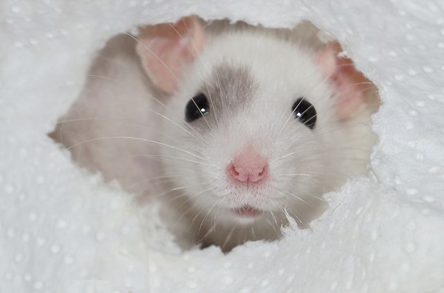 Wuseliger Ratten Nachwuchs