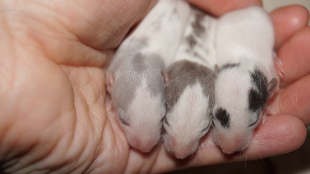 Wuseliger Ratten Nachwuchs