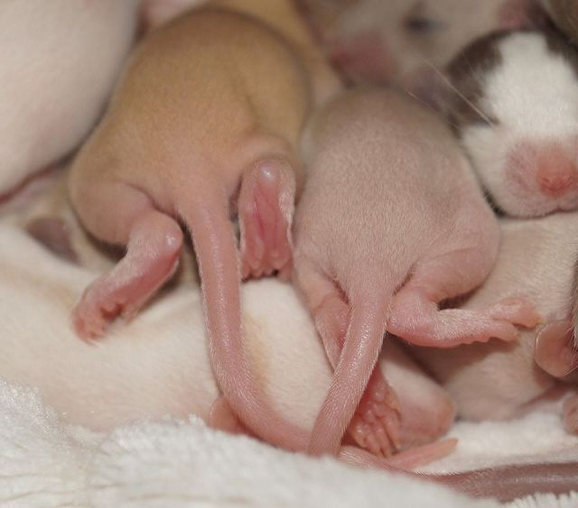 Wuseliger Ratten Nachwuchs