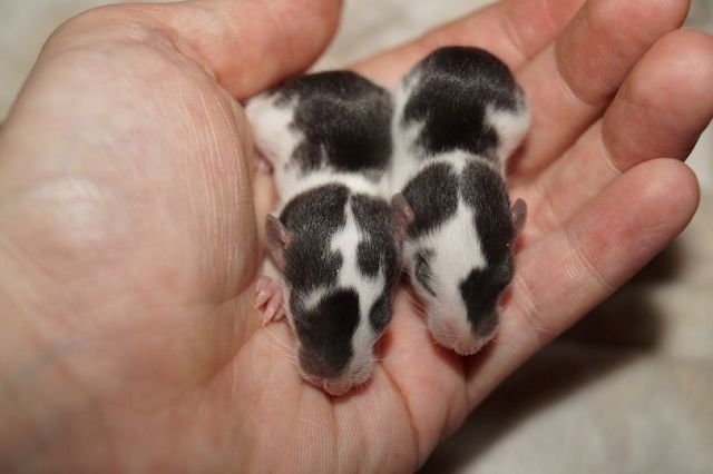 Wuseliger Ratten Nachwuchs