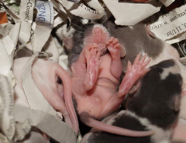 Wuseliger Ratten Nachwuchs