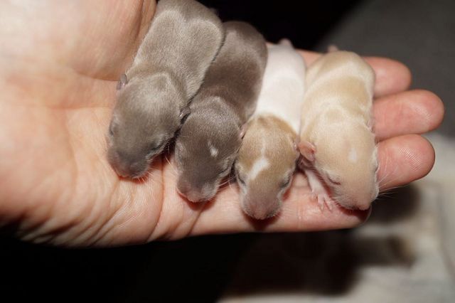 Wuseliger Ratten Nachwuchs