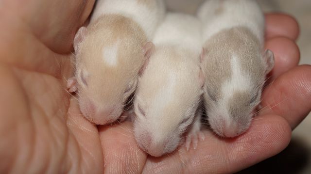 Wuseliger Ratten Nachwuchs