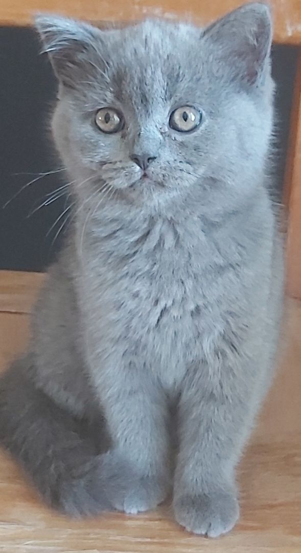 Bkh baby ab sofort abzugeben