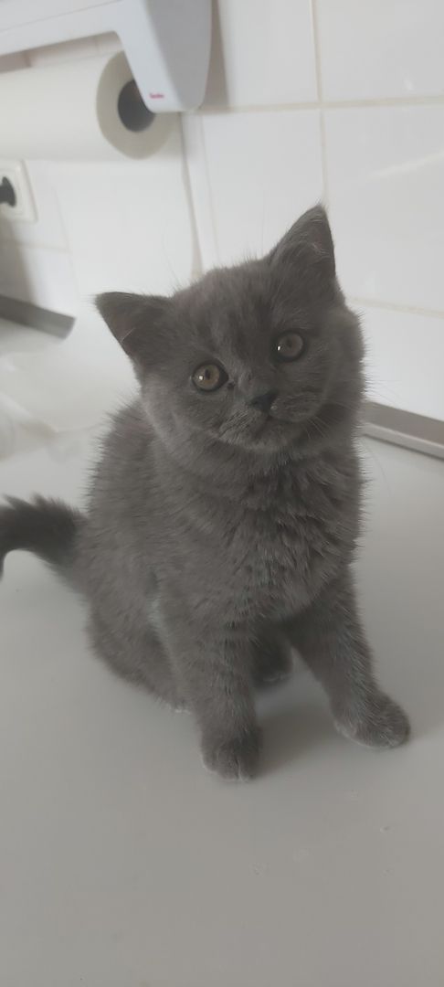 Bkh baby ab sofort abzugeben