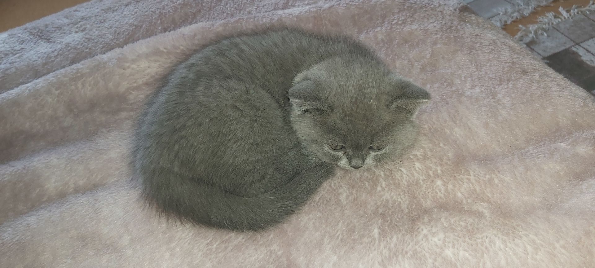 Bkh baby ab sofort abzugeben