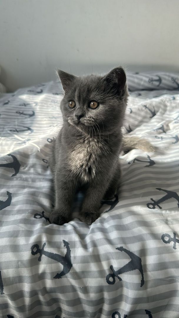 Bkh baby ab sofort abzugeben