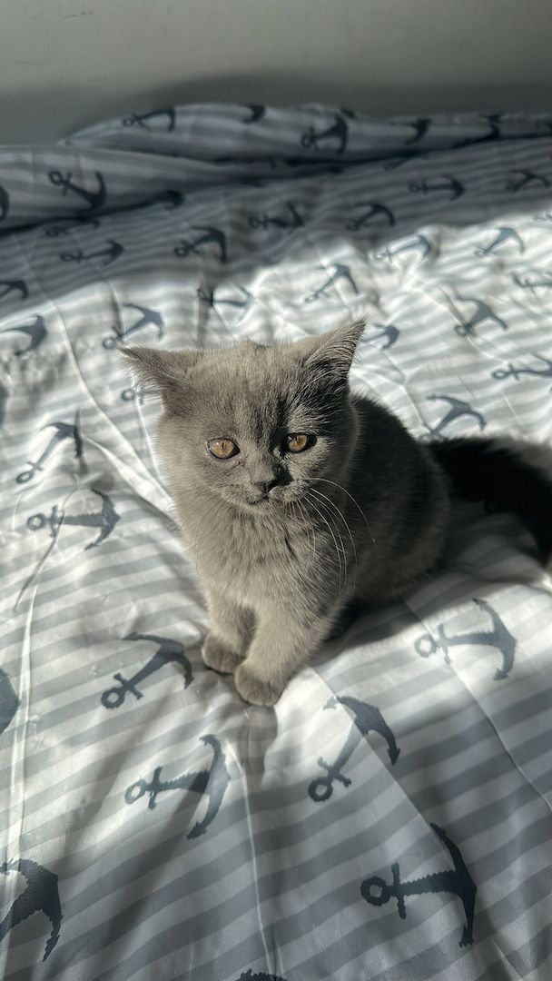 Bkh baby ab sofort abzugeben