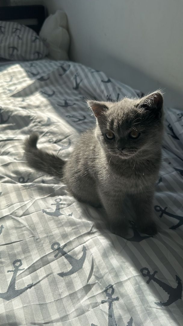 Bkh baby ab sofort abzugeben