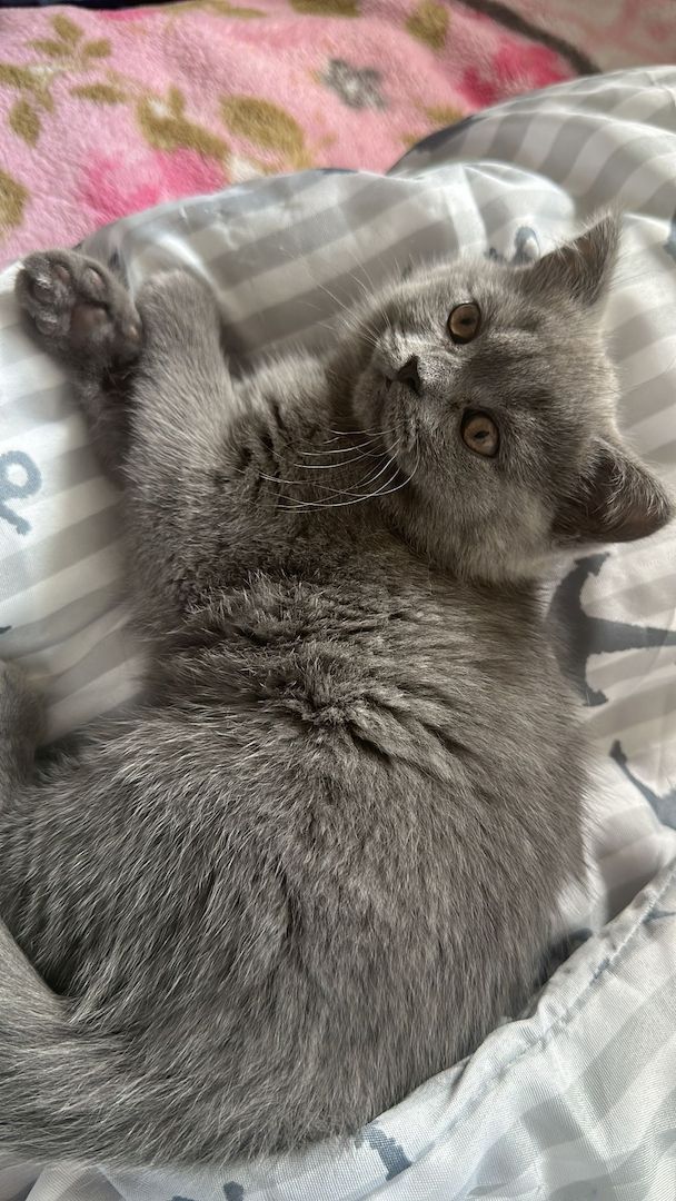 Bkh baby ab sofort abzugeben