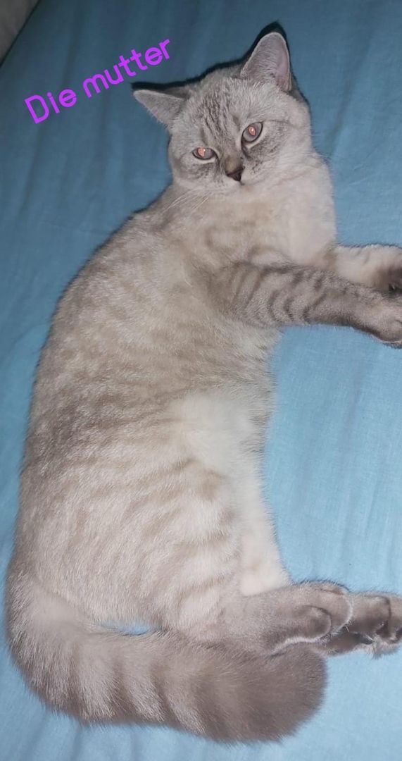 Bkh baby ab sofort abzugeben