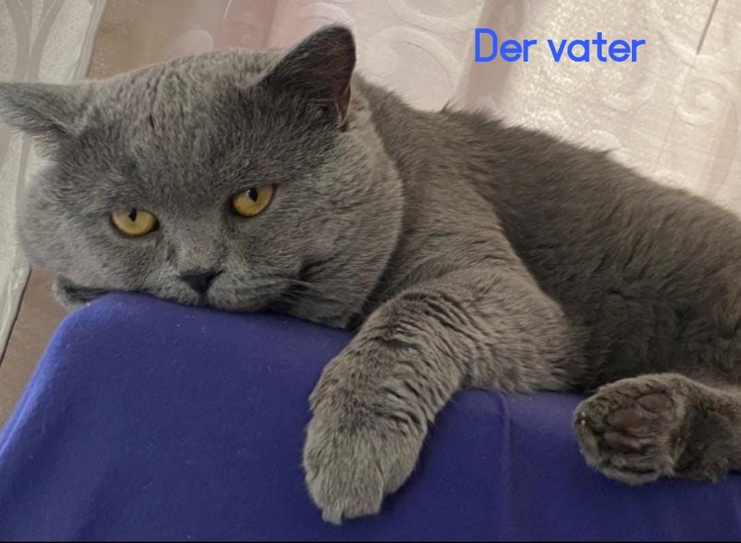 Bkh baby ab sofort abzugeben