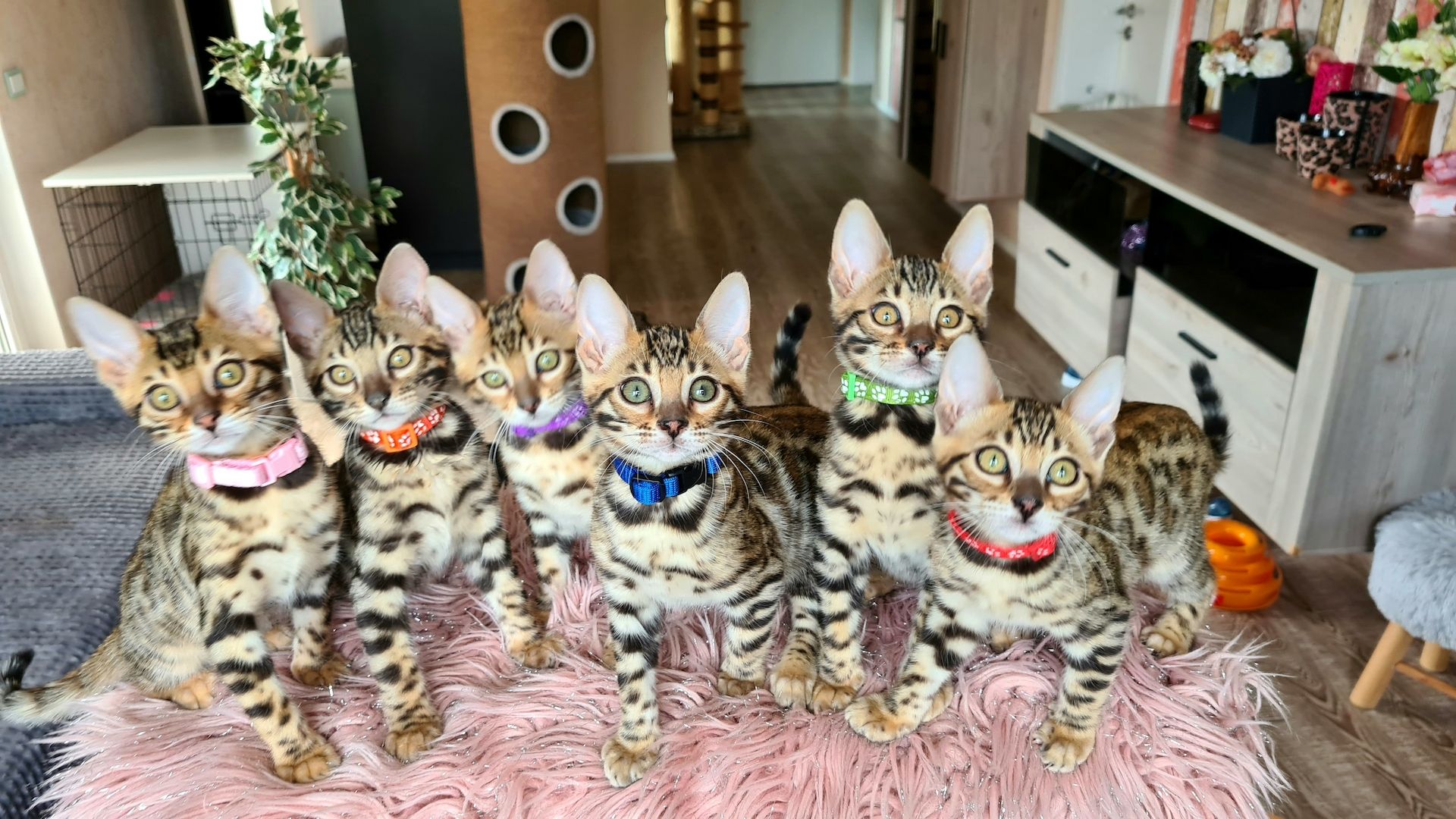 Wunderschöne Bengal Kitten gechipt geimpft mit Stammbaum