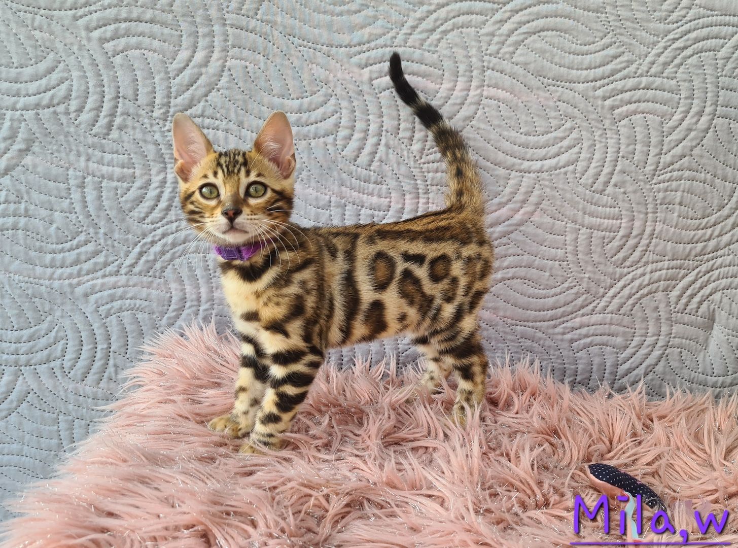 Wunderschöne Bengal Kitten gechipt geimpft mit Stammbaum