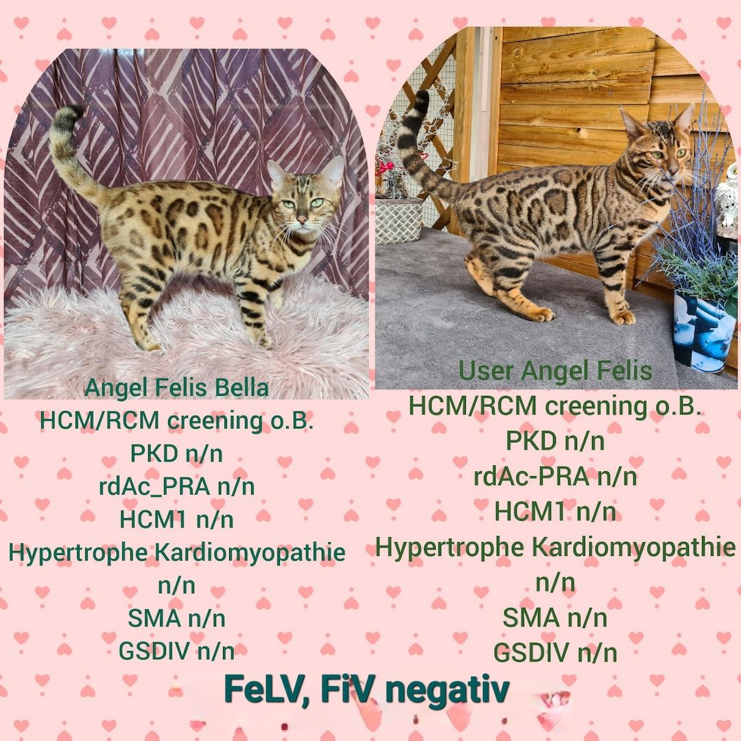 Wunderschöne Bengal Kitten gechipt geimpft mit Stammbaum