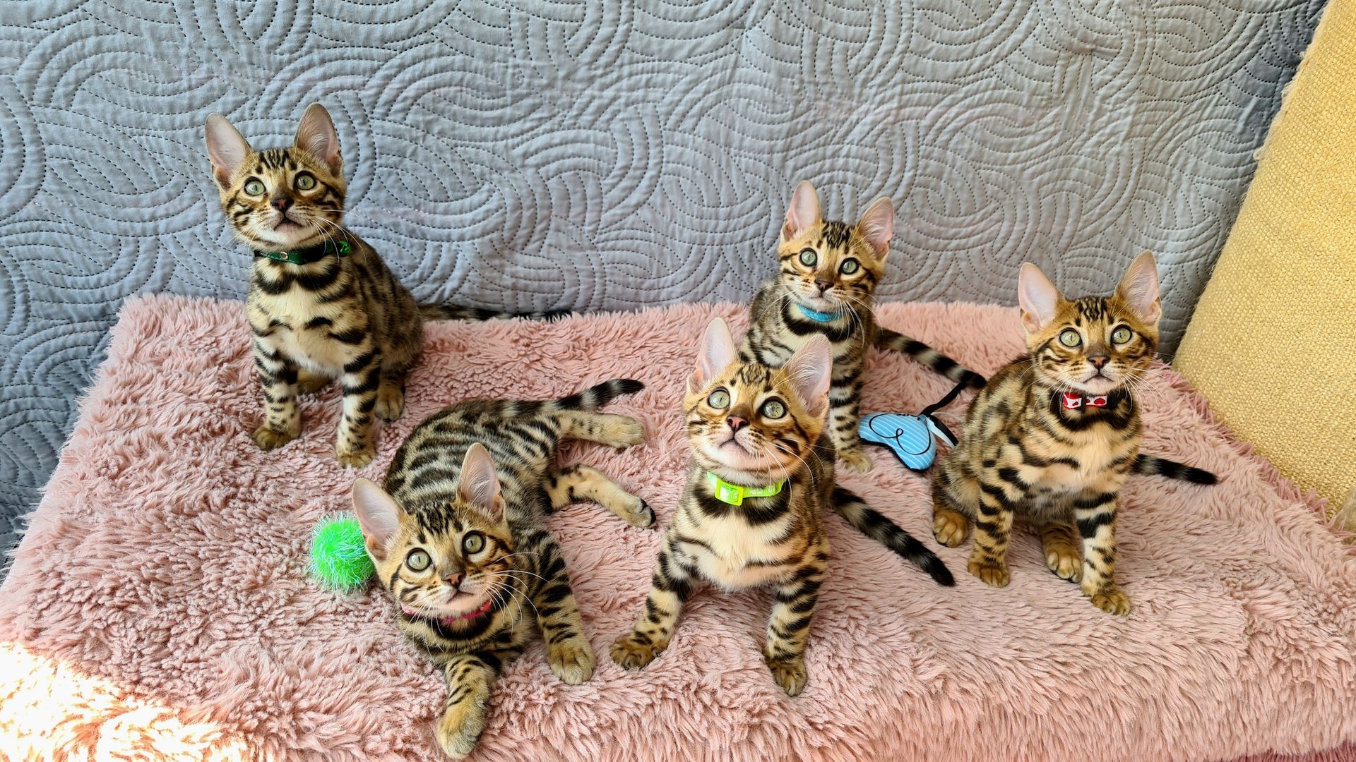 Wunderschöne Bengal Kitten gechipt geimpft mit Stammbaum