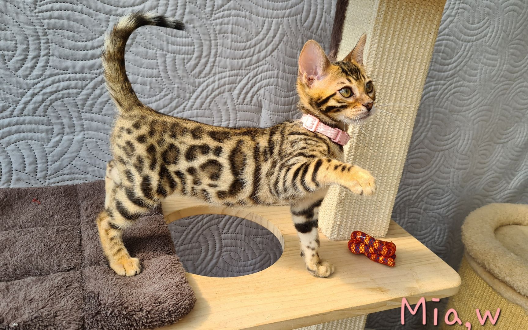 Wunderschöne Bengal Kitten gechipt geimpft mit Stammbaum