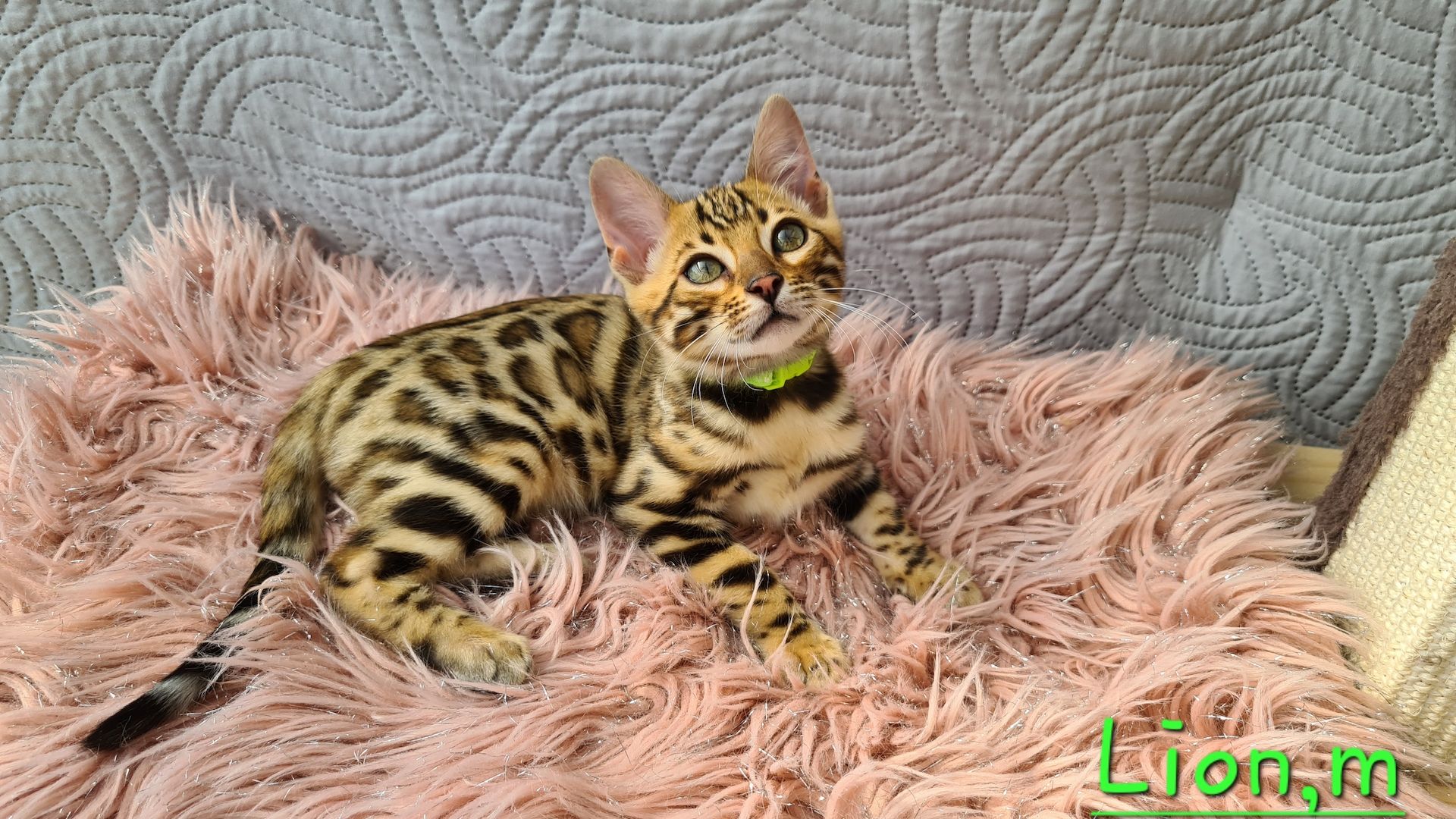 Wunderschöne Bengal Kitten gechipt geimpft mit Stammbaum