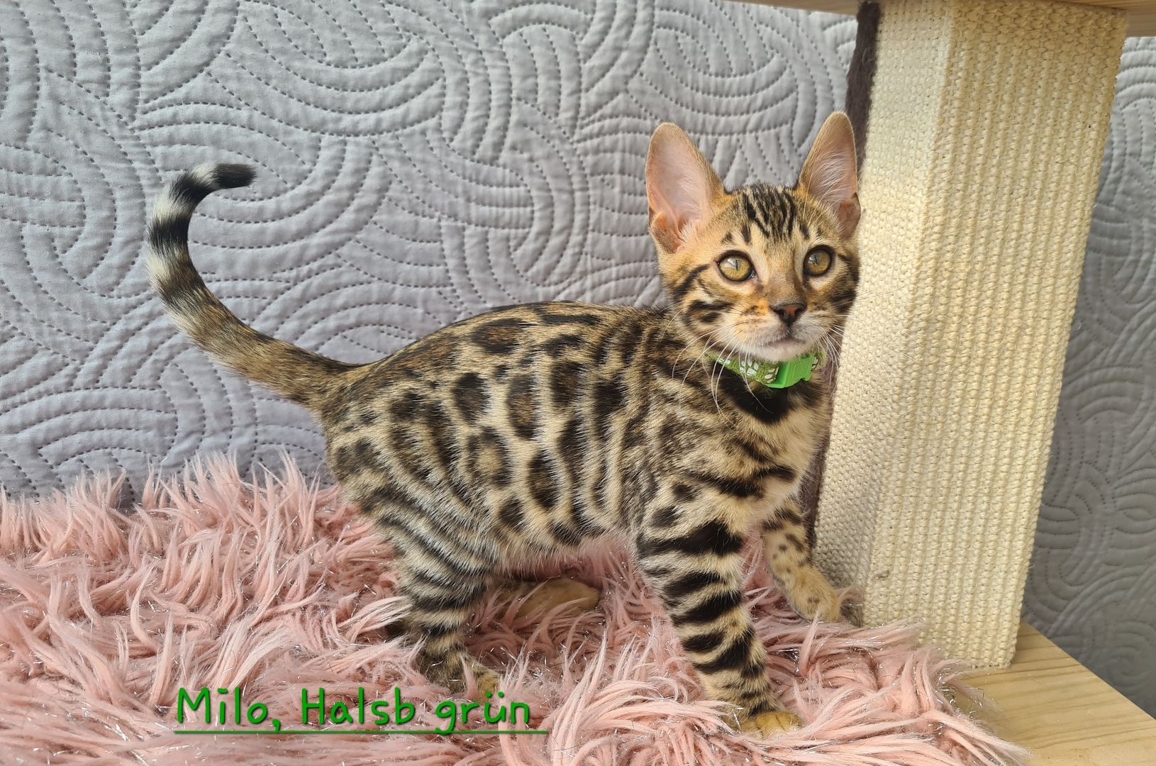 Wunderschöne Bengal Kitten gechipt geimpft mit Stammbaum