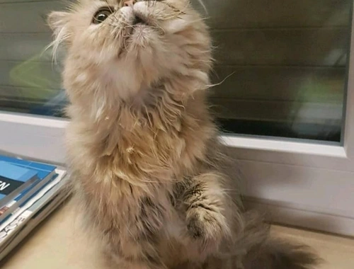 Perser Katze 1 Jahr
