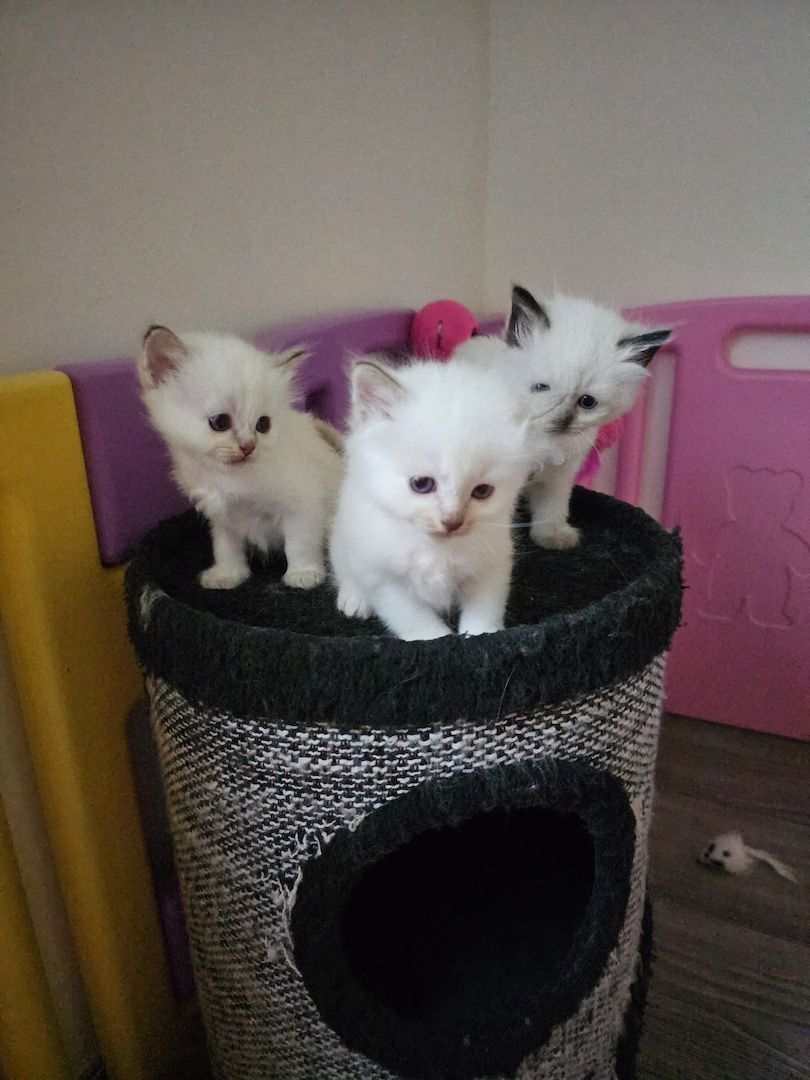 Heilige Birma Kitten