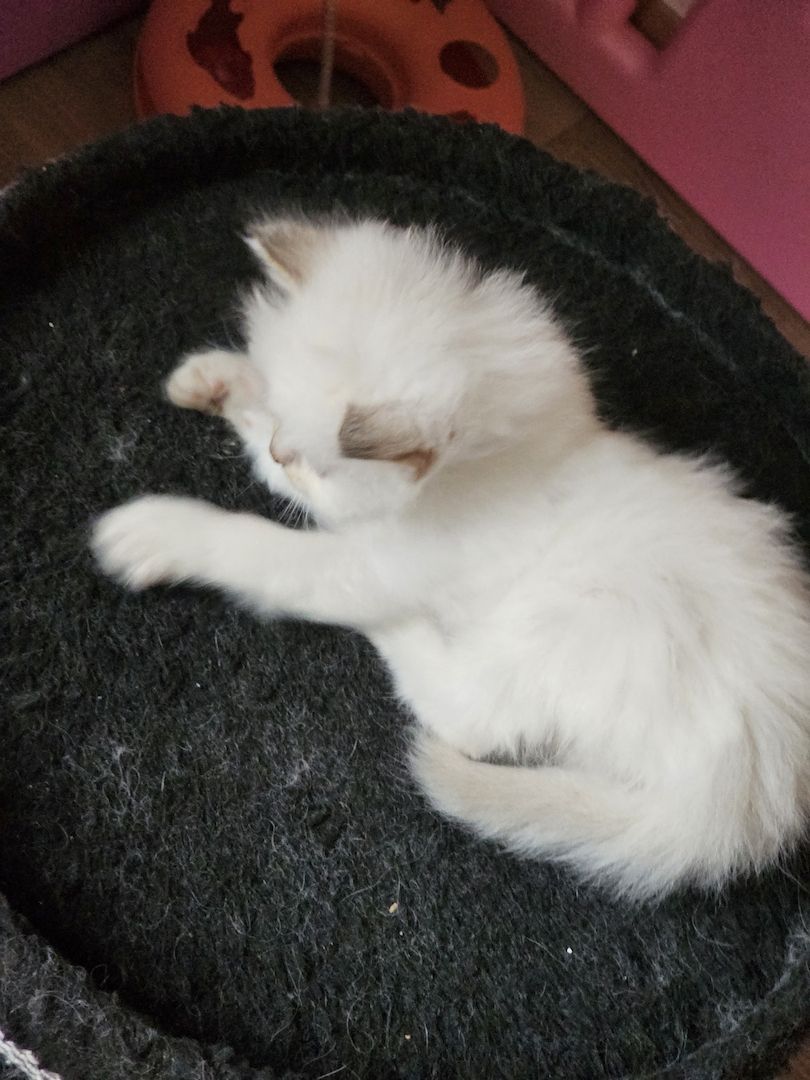 Heilige Birma Kitten