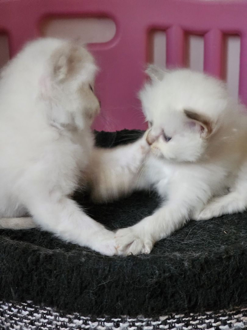 Heilige Birma Kitten