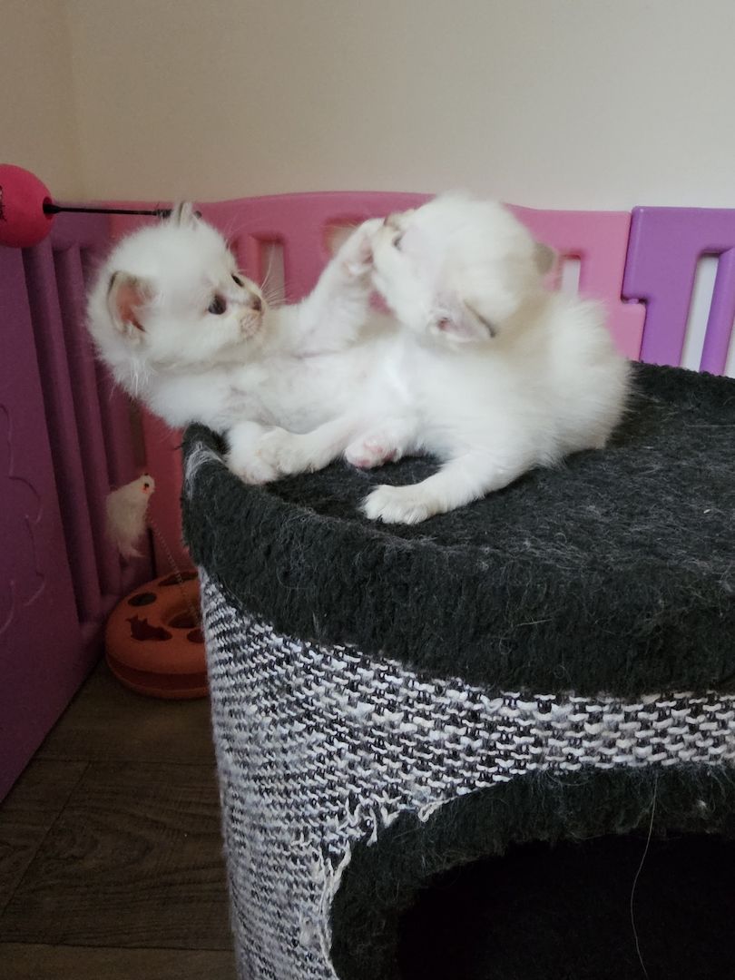 Heilige Birma Kitten