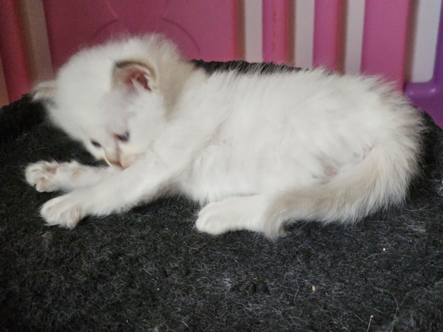 Heilige Birma Kitten