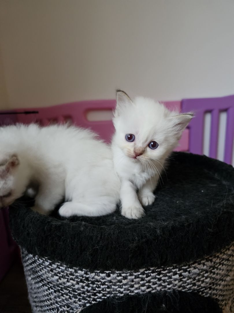 Heilige Birma Kitten