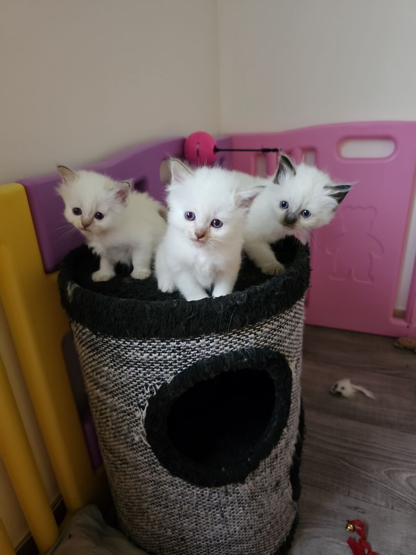 Heilige Birma Kitten