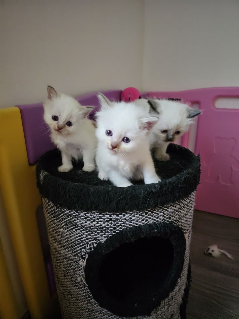 Heilige Birma Kitten