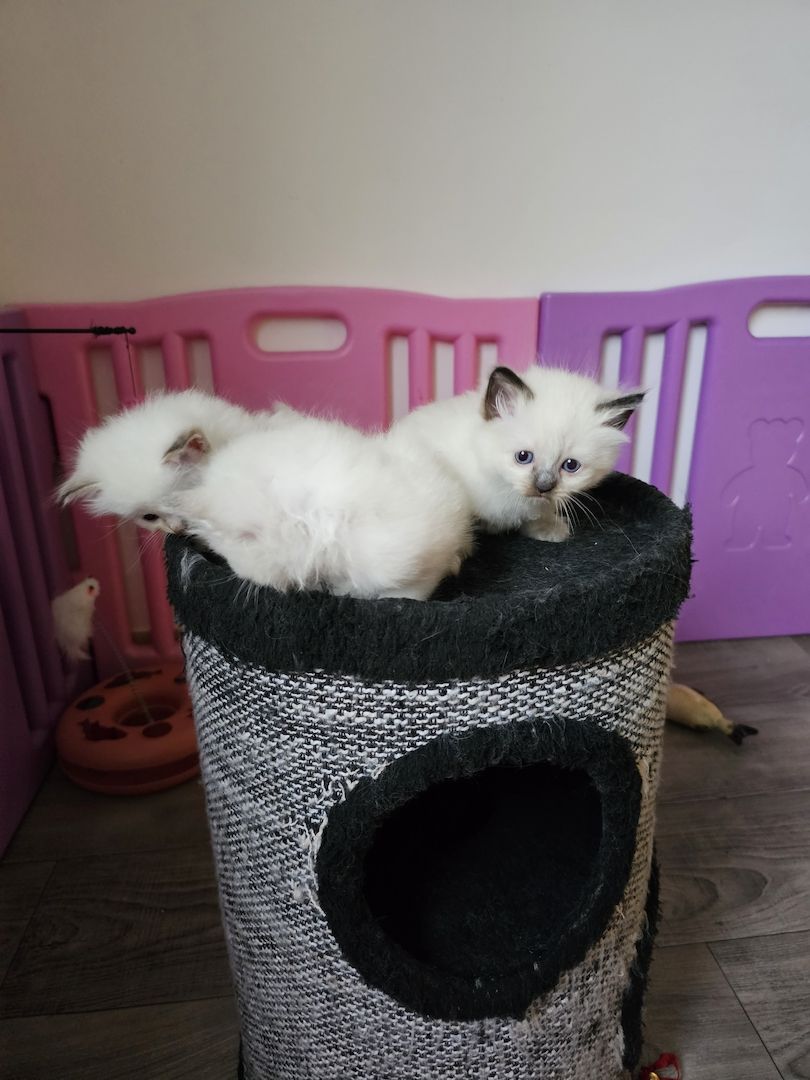 Heilige Birma Kitten