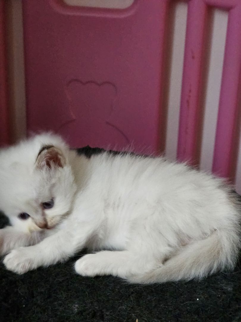 Heilige Birma Kitten