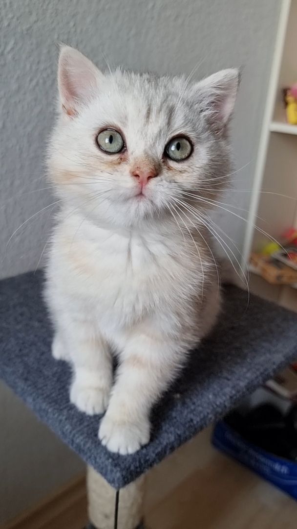 Wunderschöne BKH reinrassig in GOLDEN SILVER