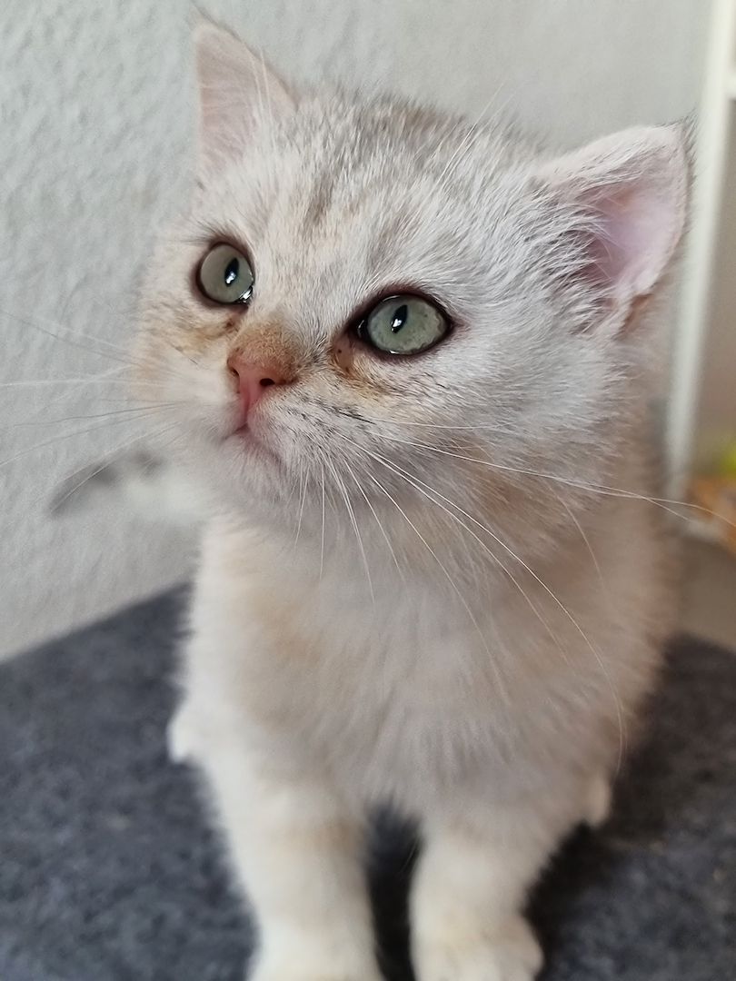 Wunderschöne BKH reinrassig in GOLDEN SILVER