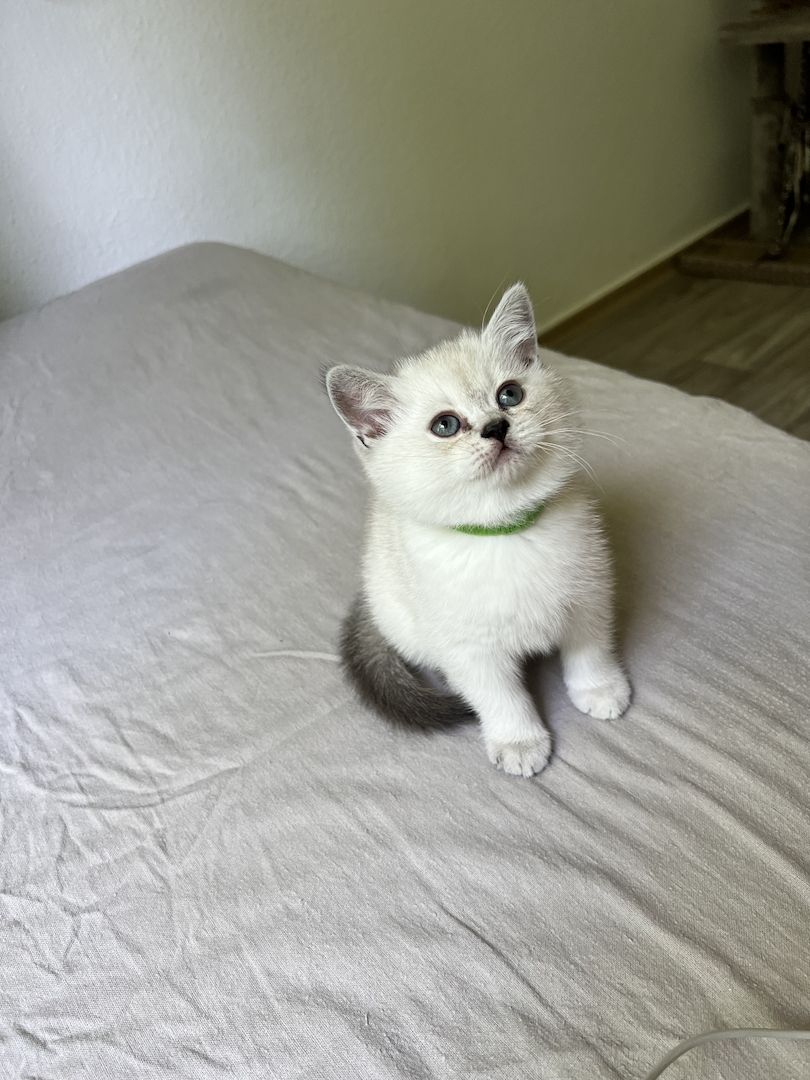 BKH Kitten abzugeben