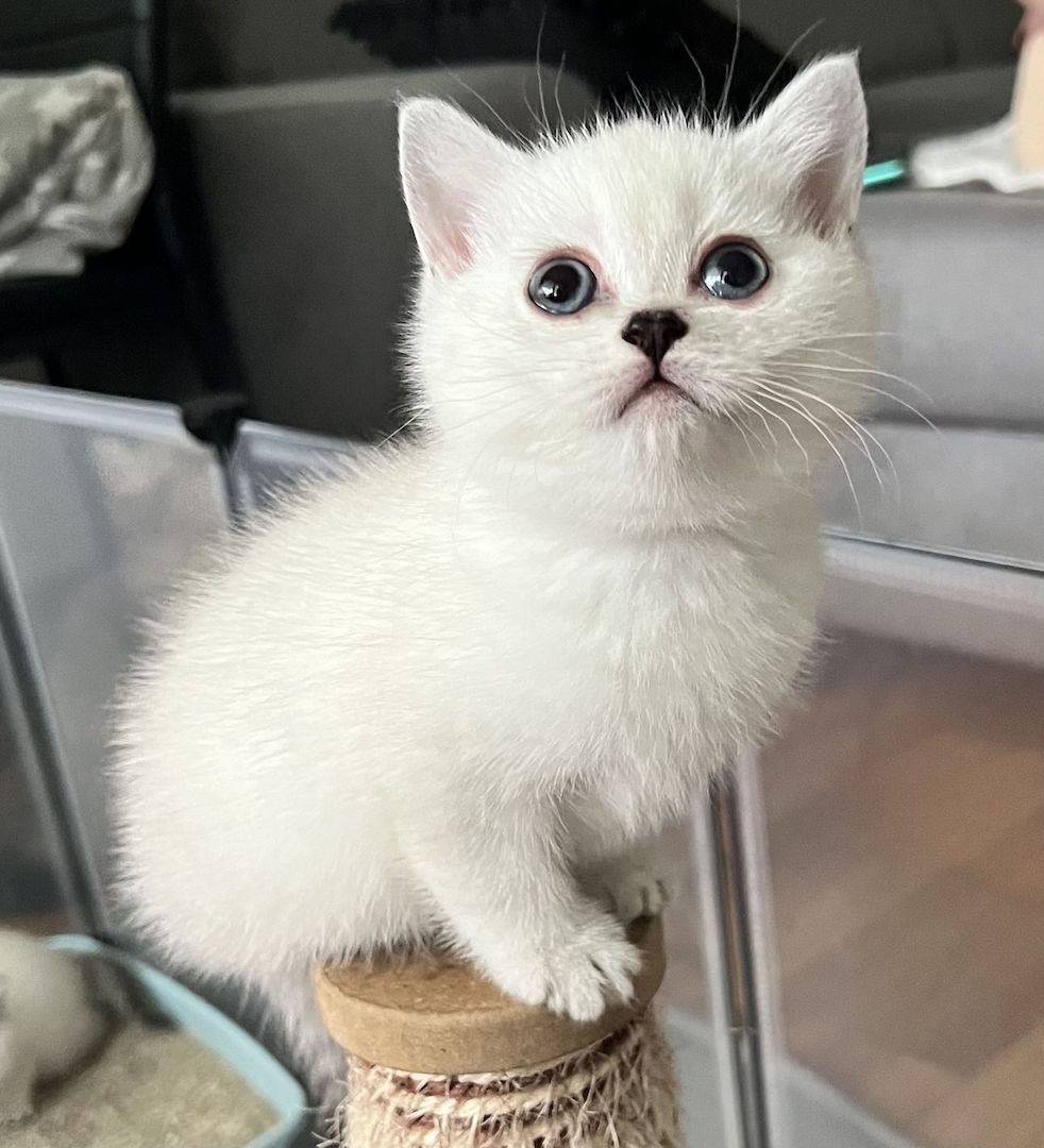 BKH Kitten abzugeben