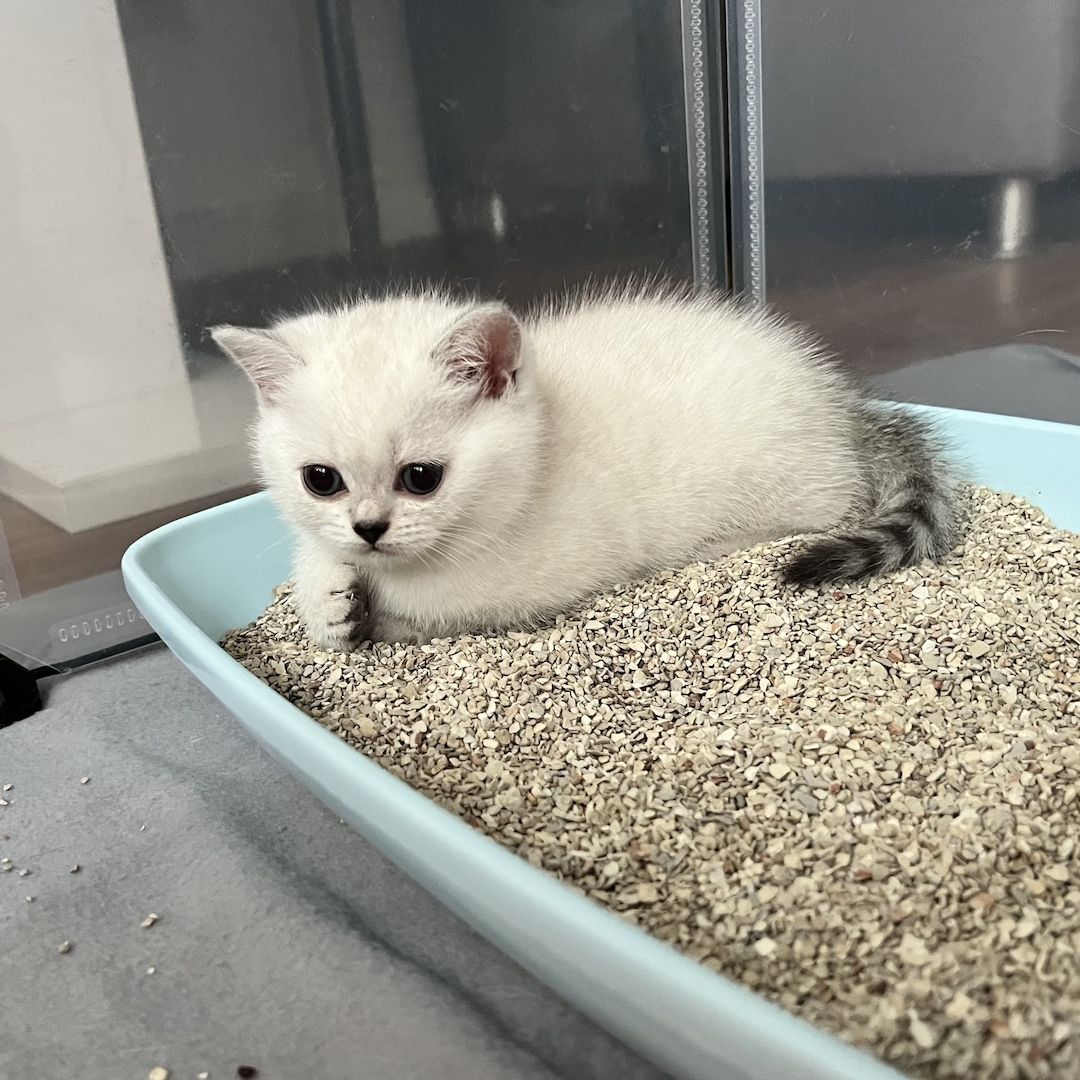 BKH Kitten abzugeben