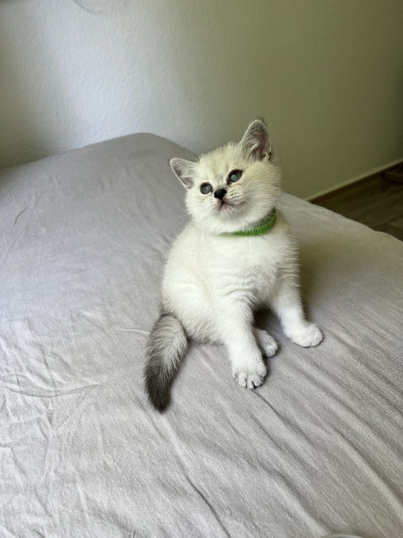 BKH Kitten abzugeben