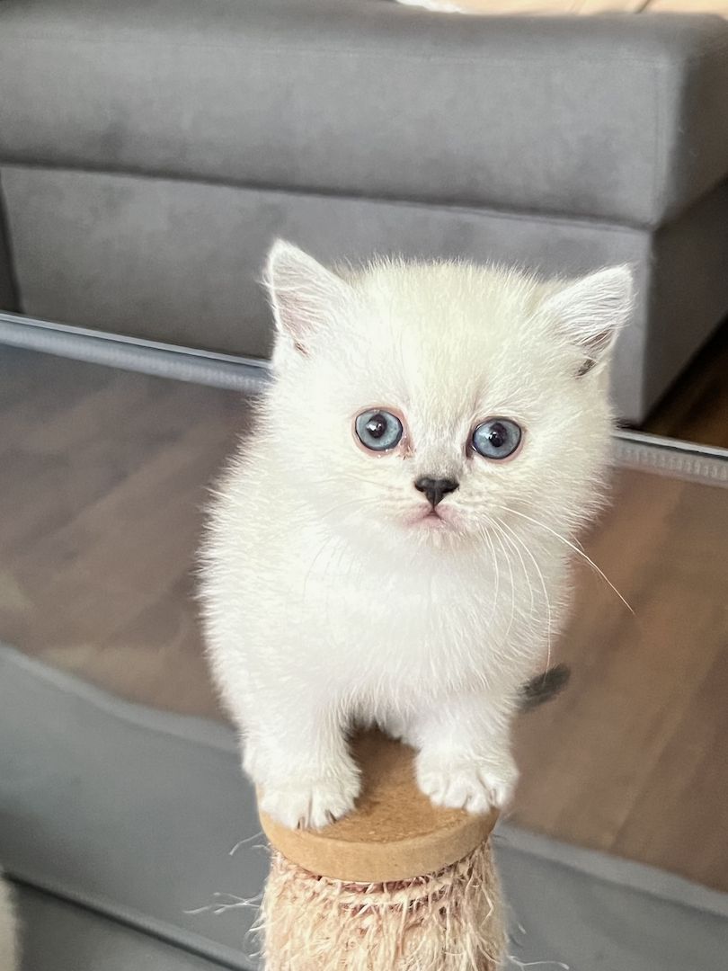 BKH Kitten abzugeben