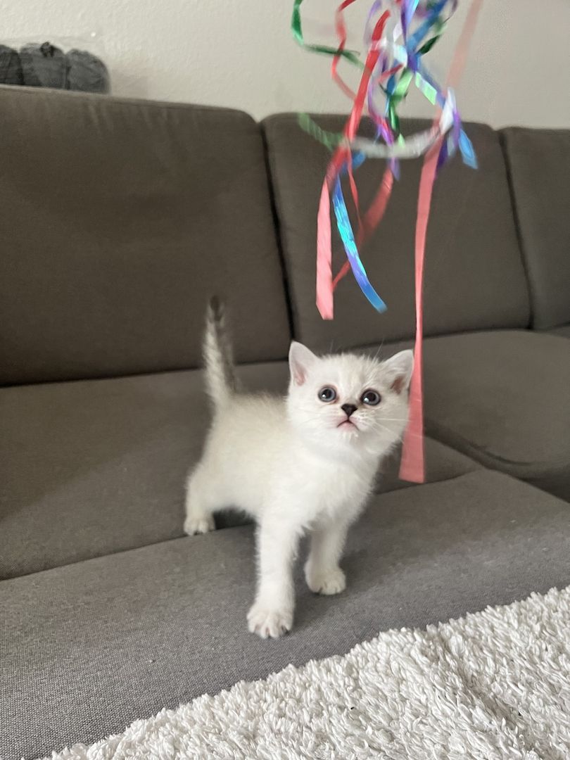 BKH Kitten abzugeben