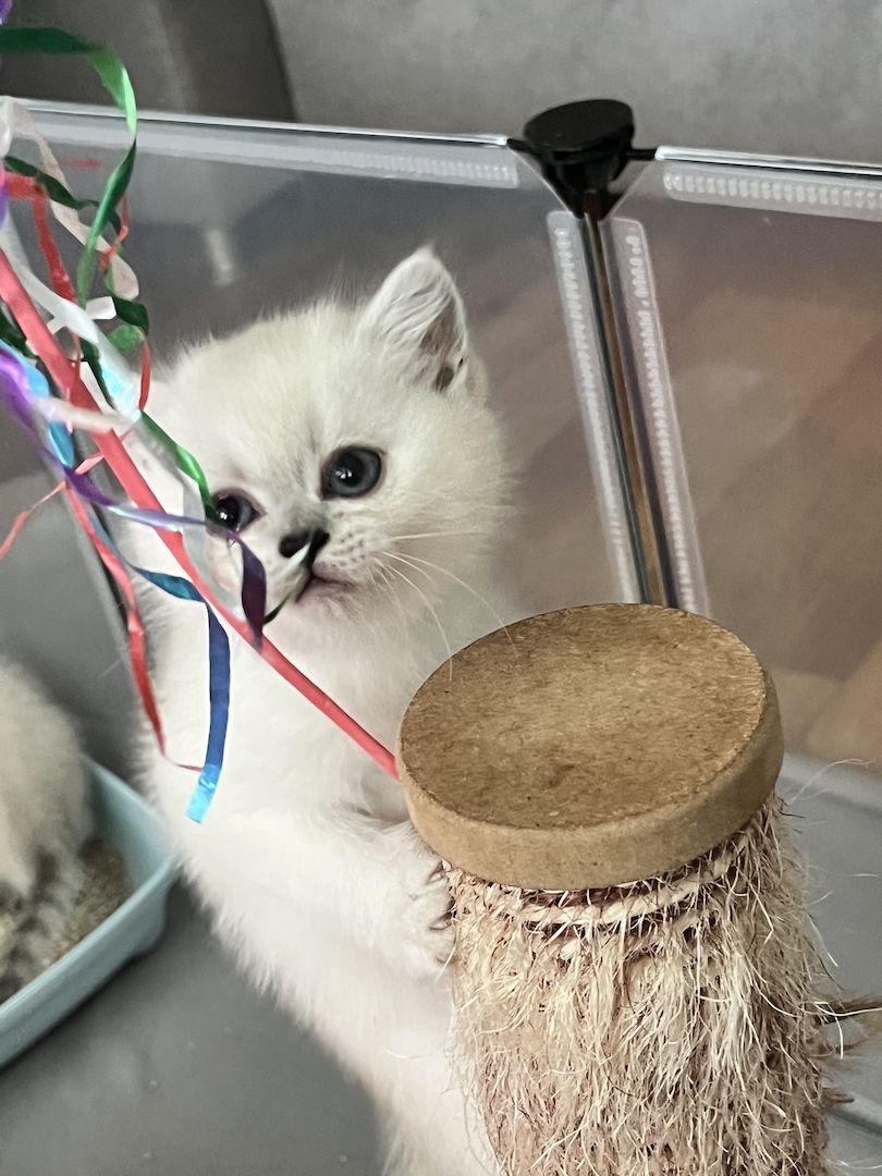 BKH Kitten abzugeben