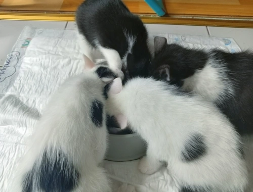 4 Junge Kitten suchen ein Liebevolles Zuhause