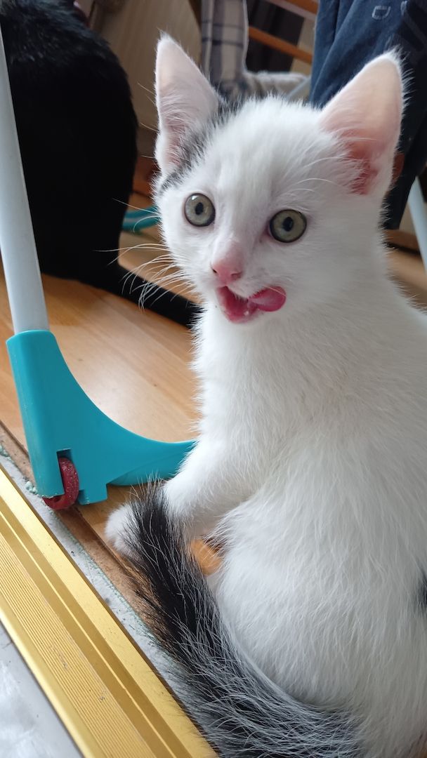 4 Junge Kitten suchen ein Liebevolles Zuhause